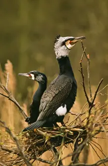 Duncan Usher Artwork Drucke: Comorant - nesting pair