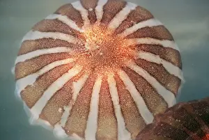 Deep Sea Creatures Images Drucke: Compass Jellyfish