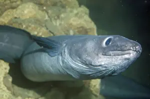 Conger Eel Drucke: Conger Eel