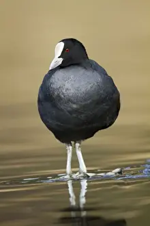 Bird Beak Close Up Drucke: Coot - Cornwall - UK