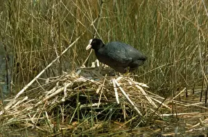 Bird Photography Prints For Sale Drucke: Coot - at nest
