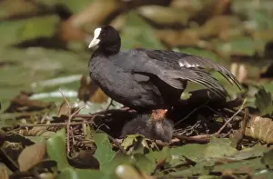 Wildlife Artwork For Sale Drucke: Coot At nest with chick