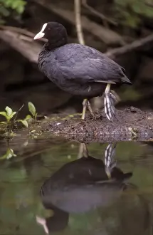 Black Coot Images Drucke: Coot With reflection in water