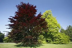 Springtime Plants Drucke: Copper Beech Tree - in park - springtime - Hessen- Germany