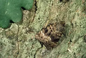 Nature Photography Artwork Drucke: Copper Underwing Moth
