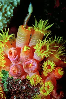 Drucke von VT-8376 Korallenpolyp bei Nacht. - Nachtwespen ernähren sich von Polychat-Würmern, Korallenpolypen sind Fleischfresser Würmer Drucke: Korallenpolyp. - Nacht