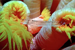 Drucke von Tubastrea faulkneri - Zwei Polypen kämpfen um einen kleinen Fisch am Abend Reiher Drucke: Korallenpolypen - Zwei Polypen kämpfen um kleine Fische am Nachmittag.