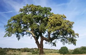 Eco Friendly Home Decor Drucke: Cork Oak Tree