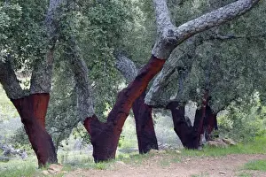 European Oak Trees Drucke: Cork Oak - trees with stripped stems, Extremadura, Spain