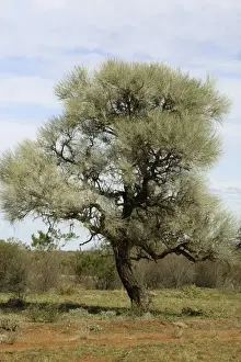 Bilder aus dem Jahr 2003: Kurbelbaum Aboriginalnutzung der Wurzeln für Wasser