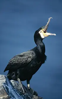 Cormorants In The Wild Drucke: Cormorant - Panting UK