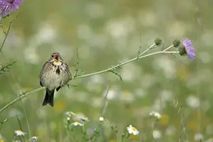 Duncan Usher Photographer Drucke: Corn Bunting - perched on thistle, singing, Extremadura, Spain