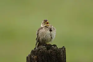 Southern Spain Wildlife Drucke: Corn Bunting - singing on territory, april after getting wet in storm Southern Spain