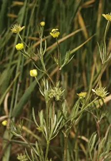 United Kingdom Wildflowers Drucke: Corn Buttercup
