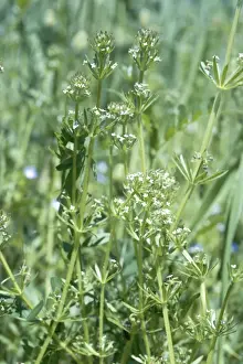 United Kingdom Wildflowers Drucke: Corn Cleavers