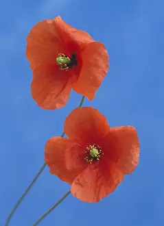 Red Poppy Plant Drucke: Corn / Field Poppy