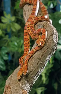 Dreifarbiger Eidechsenkäfer
