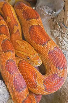 Drucke von CAN-3758 Corn-Schlange USA Pantherophis guttatus von John Cancalosi Bitte beachten Sie, dass die Drucke nur für persönliche Anzeigezwecke gedacht sind und nicht reproduziert werden dürfen Kornnatter Drucke: Kornnatter - USA