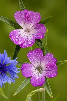 Agrostemma Githago Drucke: Corncockle (Agrostemma githago), with raindrops, very rare cornfield weed in UK. Dorset