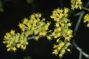 Close Up Cherry Blossom Drucke: Cornelian Cherry