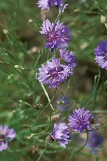 Centaurea Cyanus Images Drucke: Cornflowers