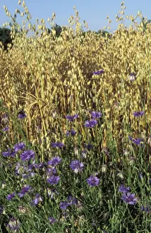 European Wild Flowers Drucke: Cornflowers - in oats
