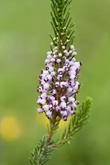 Close Up Plant Photos Drucke: Cornish Heath - Lizard - Cornwall - UK