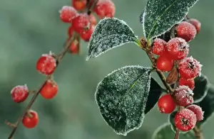 Personal Use Only Artwork Drucke: Cotoneaster Berries with frost