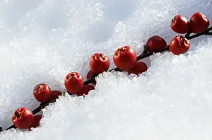 Johan De Meester Art Prints Drucke: Cotoneaster Berries In snow