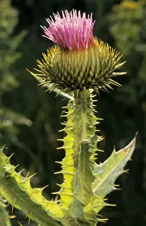 Cotton Thistle Plant Drucke: Cotton Thistle