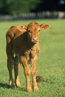 Wildlife Art Prints Online Drucke: Cow - calf