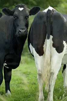 Friesisch Drucke: Rinder - Zwei zusammen nach hinten in den Hals