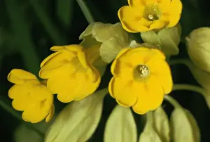 Cowslip Flowers Drucke: Cowslip