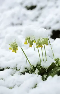 Winter Plant Life Drucke: Cowslips - in snow