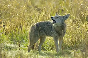Pacific Northwest Wildlife Drucke: Coyote - barking or yapping (different than howling)