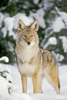 Coyote In Snow Drucke: Coyote MC197