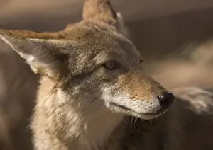 Bob Gibbons Photographer Drucke: Coyote - sunbathing and resting