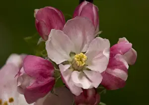 Personal Use Artwork Only Drucke: Crab Apple