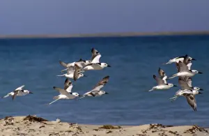 Wildlife Flight Images Drucke: Crab Plover - group in flight