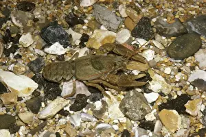 Crustacean Animal Pictures Drucke: Crayfish - In shallow water