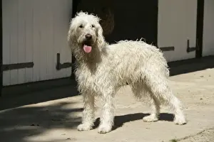 Personal Use Prints Only Drucke: Cream labradoodle infront of stable