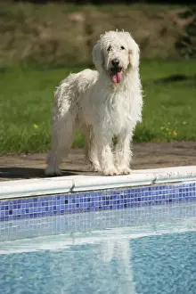 Ardea Wildlife Pets Environment Prints Drucke: Cream labradoodle by pool