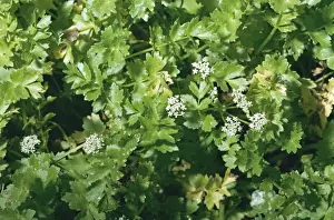 Plant Identification Guide Drucke: Creeping Marshwort