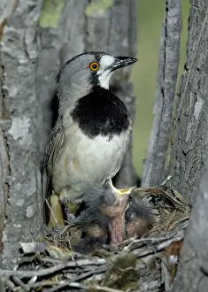 Unique Bird Species Images Drucke: Crested Bellbird