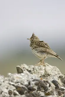 Nature Wall Art Prints Drucke: Crested Lark