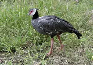 Venezuela Wildlife Photos Drucke: Crested screamer