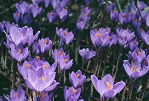 Crocus Flowers Drucke: Crocus