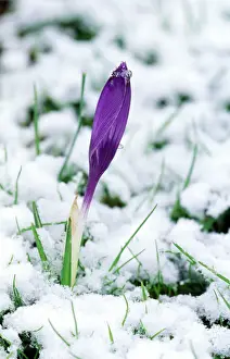Drucke von DAD-1741 KRÜSSEN - Im Schnee David C Dixon Bitte beachten Sie, dass Drucke nur für persönliche Anzeigezwecke gedacht sind und je nach Fall nicht wiedergegeben werden können Bilder Datiert 2005 Januar: Krokus im Schnee