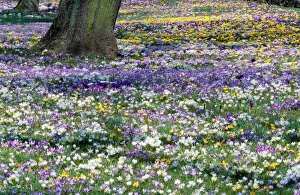 Crocus Flower Drucke: Crocus - in spring-time