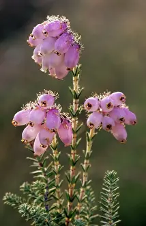 Erica Tetralix Drucke: Cross-leaved Heath